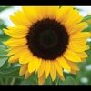 sunflowerb22088
